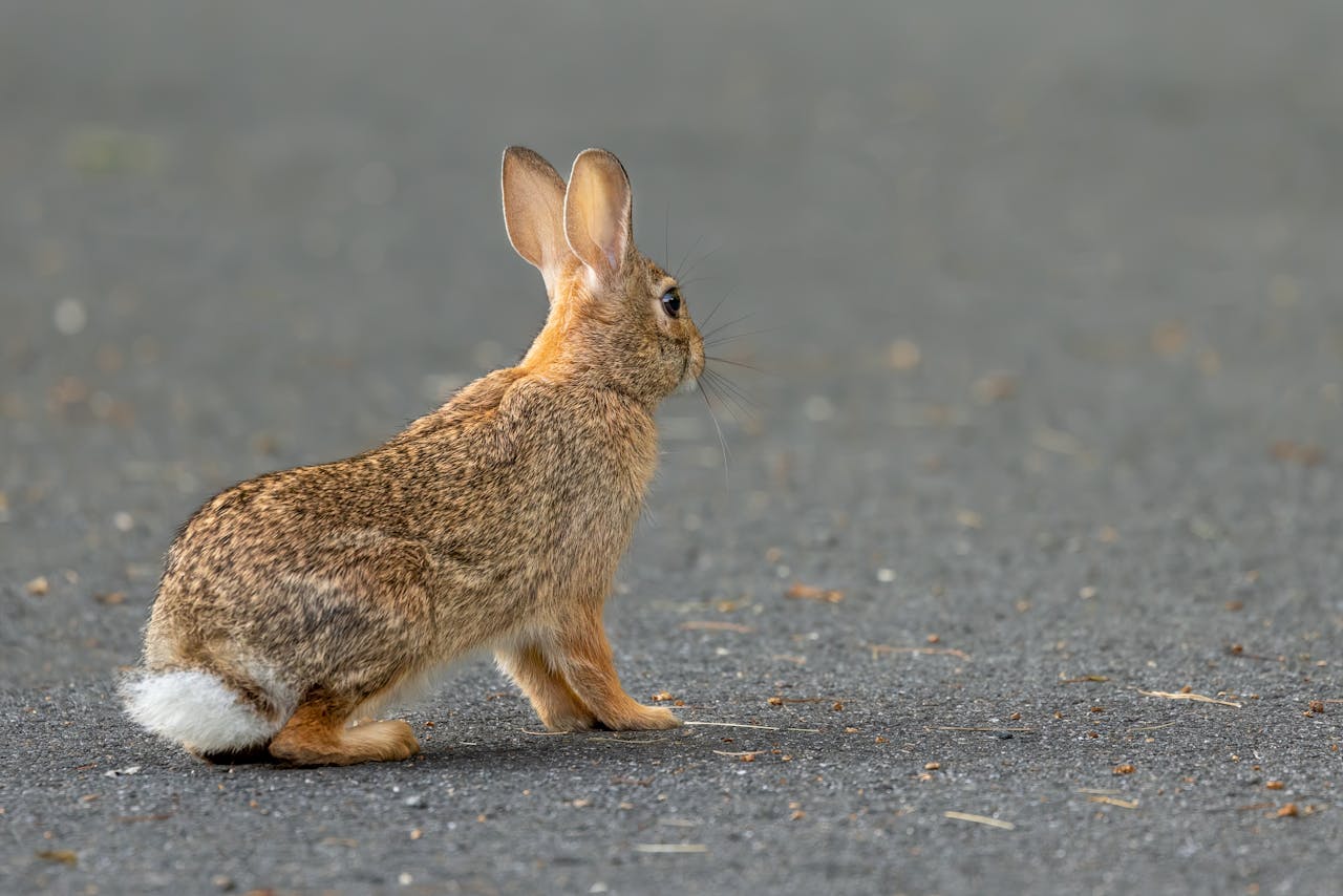 A wild rabbit spotted on a quiet road in Southborough, Massachusetts.
